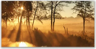 Produktbild von Glasbilder 120x60 Wandbild Druck auf Glas Bäume Natur