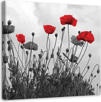 Produktbild von Leinwandbild rote mohnblumen 50x50 cm Feeby rot wandbild bereit zum aufhängen