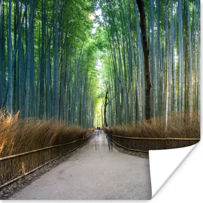Produktbild von MuchoWow® Poster Sonnenaufgang im Arashiyama-Bambuswald in Kyoto 50x50 cm - Wohnzimmerdekoration