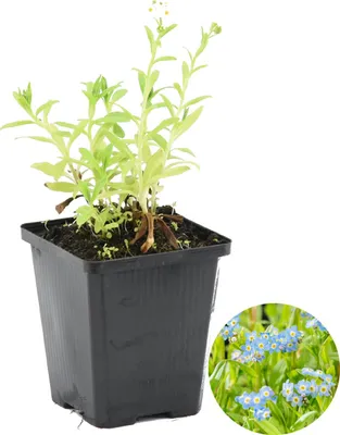 Image de Bloomique - Myosotis Palustris - Myosotis des marais - Plantes de bassin - Plantes aquatiques - Rustique - Hauteur 10-20 cm - Pot 9 cm