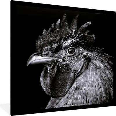 Produktbild von MuchoWow® MuchoWow® Gerahmtes Poster Hahn - Vogel - Schwarz - Weiß 40x40 cm - Poster mit zchwarzem Bilderrahmen - Mit Rahmen - Wanddekoration Schlafzimmer