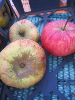 Produktbild von Winterapfel Heslacher Gereutapfel - Malus domestica
