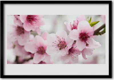 Produktbild von Bild 70x50 MDF-Rahmen Wandkunst Blumen Pflanzen Natur