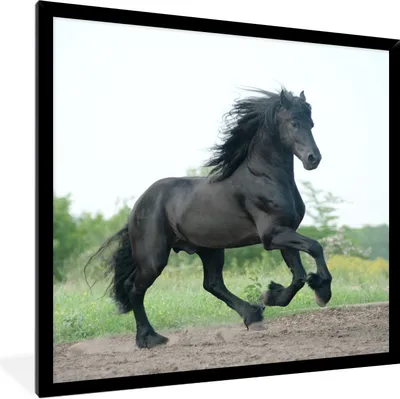 Produktbild von MuchoWow® Gerahmtes Poster Pferd - Schwarz - Natur 40x40 cm - Poster mit Schwarzem Bilderrahmen Wandposter Rahmen Foto Bilder - Mit Rahmen - Wanddekoration Schlafzimmer