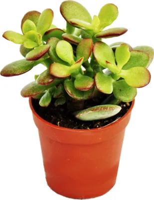 Image de Crassula portulacea minor - Penny Tree - en pot de 5,5 cm