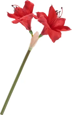 Produktbild von Amaryllis, L 37 cm