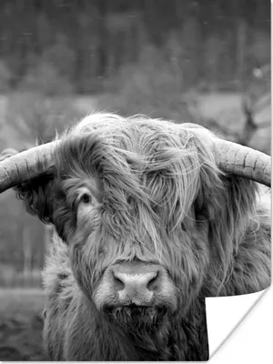 Produktbild von MuchoWow® Poster Schottischer Highlander - Kuhkopf - Landschaft - Natur - Kuh 90x120 cm - Wohnzimmer