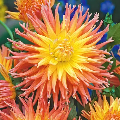 Produktbild von Dahlie Dahlienpflanzen Garten Töpfe Knollen Kaktus-Dahlie Fringed Star 1 St.