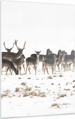Produktbild von Bilder auf glas - Einteilig - Hirsch Winter Tierwelt Landschaft - 50x70cm - Glasbilder - Wandbilder - Bilder - Wanddekoration aus Glas - Glas Bilder - Wandbild auf Glas - GPA50x70-3144