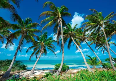 Produktbild von Vlies Fototapete Srand und Meer 368x254 cm inkl. Kleister Insel Tropen Natur Karibik Palmen Wohnzimmer Schlafzimmer Modern Tapete Wandtapete Motivtapete