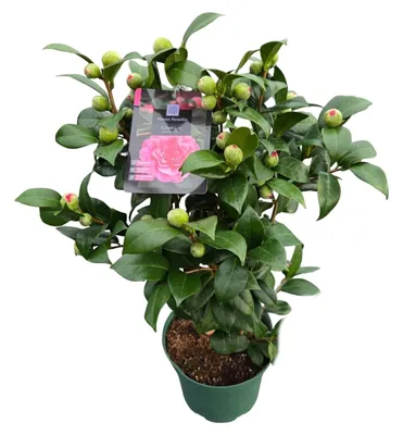 Produktbild von Camellia japonica Pink Kamelie pink 40cm