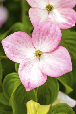 Produktbild von Cornus kousa chinensis 'Satomi', Japanischer Blumen-Hartriegel, rosa, 60–80 cm