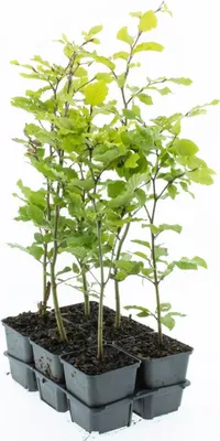 A group of young beech trees in black plastic pots, arranged in a tray, against a white background.