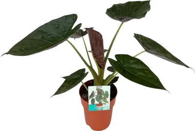 Produktbild von Alocasia Wentii – Riesen-Elefantenohr – Zimmerpflanze – Ø19cm ca. 85cm hoch – Tropische Dschungelpflanze mit großen herzförmigen Blättern – Luftreinigend & dekorativ