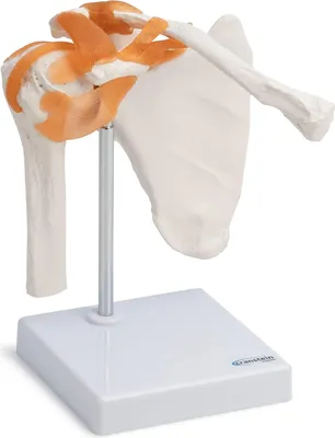 Produktbild von Schulter Schultergelenk Anatomie Modell lebensgroß mit Bändern auf Stativ
