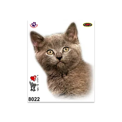 Produktbild von Sticker Katze Kartause 14 x 16 cm