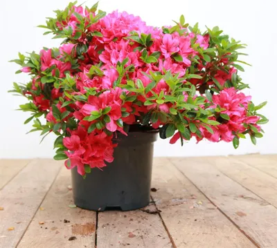 Produktbild von Rhododendron obtusum 'Kermesina', Azalee, karmesinrot, 20–25 cm