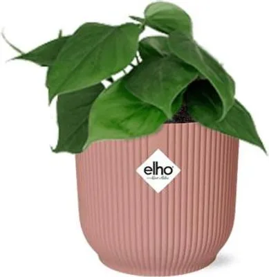 Immagine prodotto di Philodendron Scandens, pianta da appartamento, vaso decorativo Vibes Fold Rosa