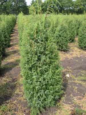 Produktbild von Juniperus communis Suecica - Schwedischer Säulenwacholder 40-60