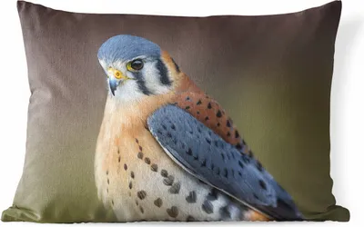 Produktbild von MuchoWow® Outdoor Kissen - Vogel - Makro - Blau - 60x40 cm - Wetterfest - Lounge Kissen - Zierkissen - Kissen für Innenräume