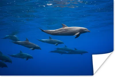 Produktbild von MuchoWow® Poster Delfine - Wasser - Blau 120x80 cm - Bilder