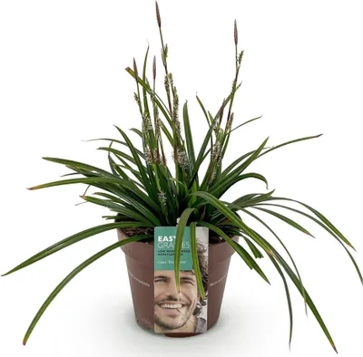 Produktbild von Ziergras Segge Carex morrowii Irish Green Immergrün und winterhart Frischgrünes