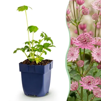 Produktbild von Green boutiQ - Staudenpflanze - Astrantia major - Sterneblume - Schatten - Weiß-Rosa - 6 Pflanzen - Topf 11cm - Höhe 15-25cm
