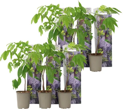 Produktbild von Blauregen - 6 Stk - Wisteria sinensis - Höhe 25-40cm - ⌀9cm
