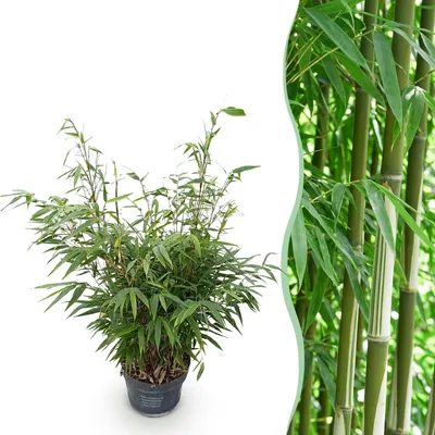 Image de Green boutiQ - Graminées - Fargesia robusta Pingwu - Bambou non envahissant - À feuillage persistant - Vert - 1 plant - Pot de 23 cm - Hauteur 80 cm
