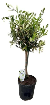 Produktbild von Olea Europaea am Stiel - 50-60cm - Ø15cm - Zimmerpflanze - Immergrün