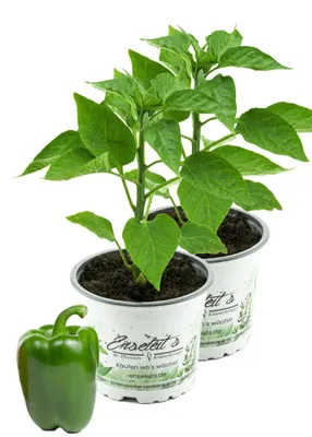 Produktbild von Enseleits 2er Set Grüner Blockpaprika "Panache F1" im 12cm Topf, frische Paprikapflanze,für Küche und Garten.