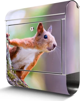 Zdjęcie produktu dla Skrzynka na listy ze stali nierdzewnej z przegrodą na gazety Duża skrzynka na listy Squirrel ze stali nierdzewnej, otwór A4 [BKGE2 10326]
