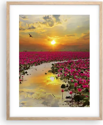 Produktbild von Gerahmtes Poster - Rahmen in heller Eiche - See Blumen - 40x50 cm - Wand Bild - Wanddeko - Wandbilder - Kunstposter - Wandposter - Bilderrahmen - Bilder - Kunstdruck - Wandbild - P2NPA40x50-3769