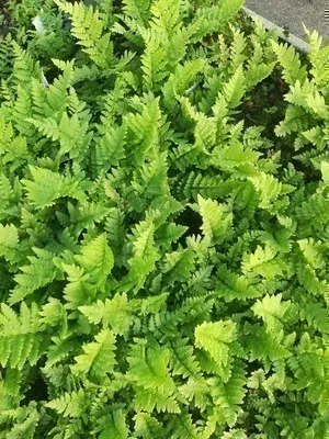 Zdjęcie produktu dla 6 x Dryopteris cristata - paproć grzebieniasta - doniczka 9 x 9 cm