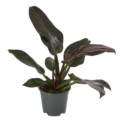 Produktbild von Dehner Baumfreund, Philodendron erubescens, verschiedene Sorten, 50-60 cm, Ø 14 cm, Zimmerpflanze