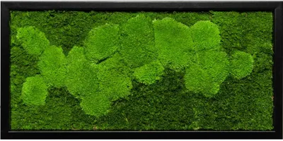 Produktbild von Moosbild 60x30cm 50% Flachmoos/ 50%Kugelmoos (schwarz)
