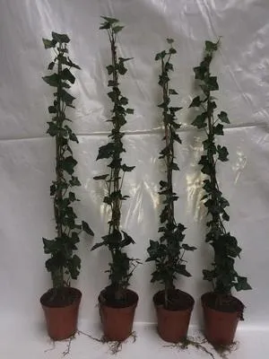 Zdjęcie produktu dla Hedera hibernica - Irian Efeu 60-80 cm | Topf