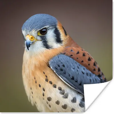 Produktbild von MuchoWow® Poster Vogel - Makro - Blau 75x75 cm - Wand Dekoration