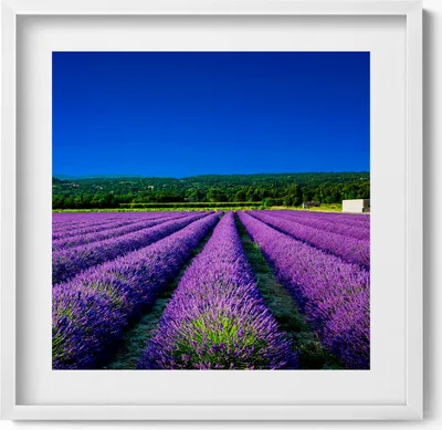 Produktbild von Lavendelfeld in der Provence– Wandbild mit Rahmen – Gerahmtes Bild  – Wanddekoration – 50x50 cm –  Weiß Rahmen