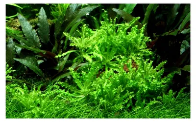Produktbild von Aquarium Pflanze Pogostemon helferi Nr.053H