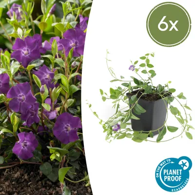 Obrázek produktu pro Půdopokryvná rostlina – Brčál malý – Vinca minor 'Atropurpurea' – 9cm květináč – Sada 6 rostlin