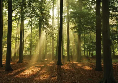 Produktbild von Fototapete Vlies 10331 VEXXL Wald grün 3-tlg. 312 x 219 cm
