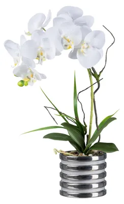 Produktbild von künstliche Orchidee REAL TOUCH H. 53cm weiß in silbernem Keramiktopf GASPER