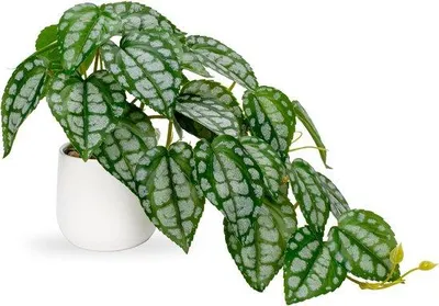 Image de Pots en céramique avec des plantes artificielles tropicales pour la décoration de table