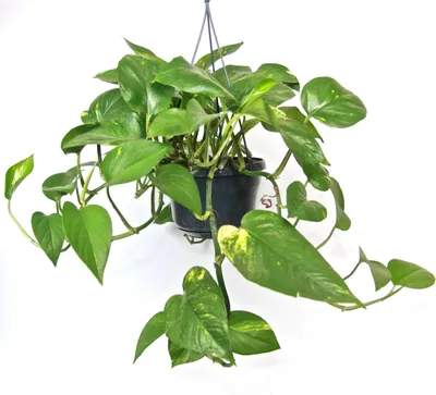 Obrázek produktu pro Gardners Epipremnum Aureum - závěs, průměr 19 cm
