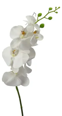 Produktbild von Kunstblume Phalaenopsis 86cm. Orchidee, Orchideentrieb. Weiß WEISS