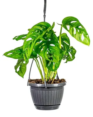 Produktbild von Gardner's Monstera adansonii "Monkey Mask" - Hängepflanze, Durchmesser 14-15 cm