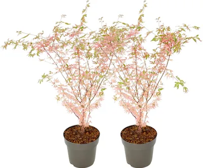 Zdjęcie produktu dla Klon japoński - 2 szt - Acer palmatum 'Taylor' - Wysokość 50-60cm - ⌀19cm