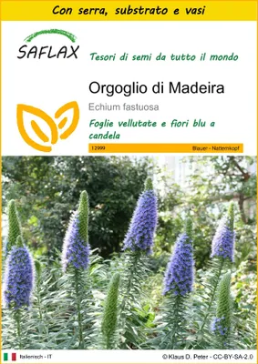 Immagine prodotto di SAFLAX Insieme di coltivazione - Orgoglio di Madeira - 100 semi - Echium
