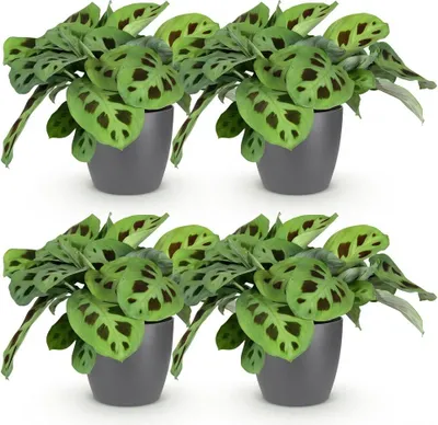 Image de Maranta « Fascinator » Kerchoveana (plante zébrée) – Lot de 4 plantes d'intérieur faciles d'entretien